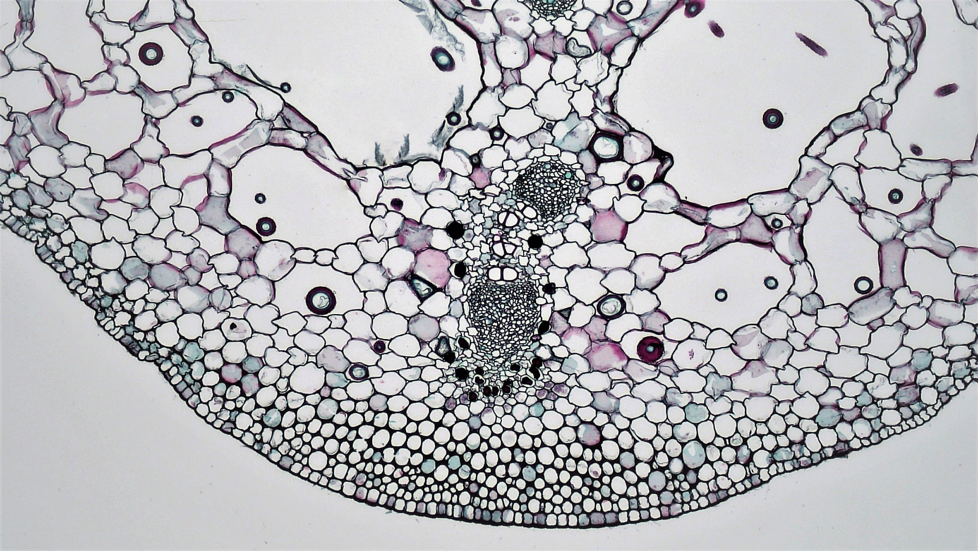 【保存版】外国人が日本で新卒就職するには？日本企業の採用特徴と成功するためのポイント